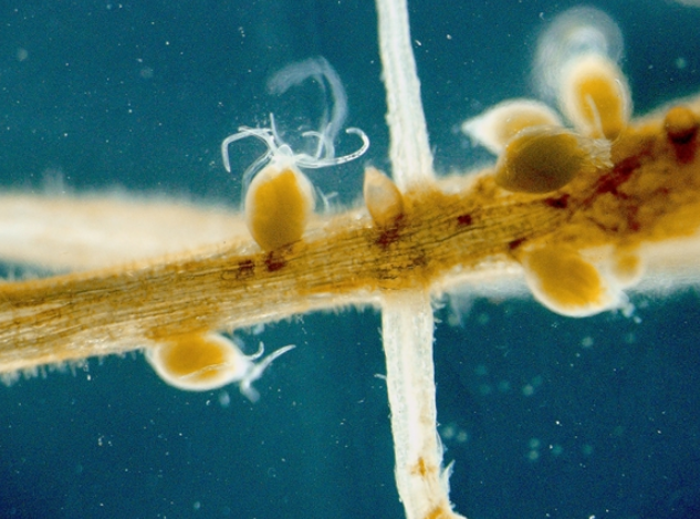 研究发现大豆响应孢囊线虫早期侵染的信号通路
