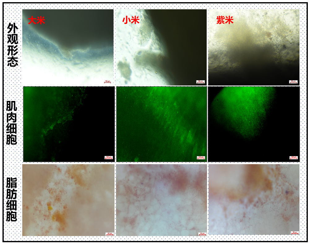 鸡肉米、猪肉米产品显微结构图
